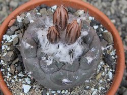Turbinicarpus jauernigii pot 8 cm cites IA - 12409611