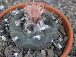 Turbinicarpus jauernigii pot 8 cm cites IA