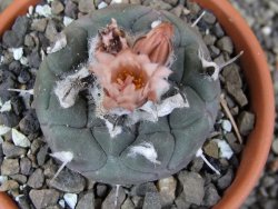 Turbinicarpus jauernigii pot 8 cm cites IA - 12409613