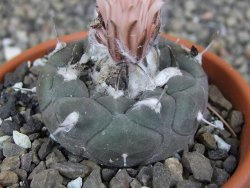 Turbinicarpus jauernigii pot 8 cm cites IA - 12409615