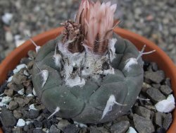Turbinicarpus jauernigii pot 8 cm cites IA - 12409616