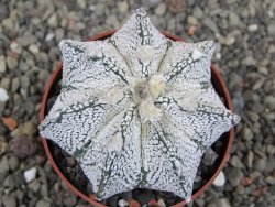 Astrophytum Z Jasenné pot 6,5 cm - 12409618