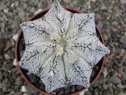 Astrophytum Z Jasenné pot 6,5 cm - 12409623