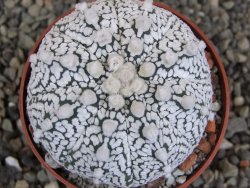 Astrophytum Z Jasenné pot 6,5 cm - 12409625