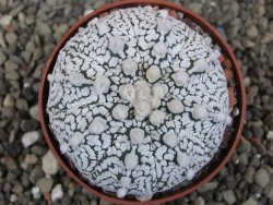 Astrophytum Z Jasenné pot 6,5 cm - 12409626
