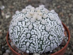 Astrophytum Z Jasenné pot 6,5 cm - 12409627