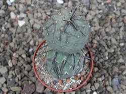 Tephrocactus geometricus pot 5,5 cm - 12409633