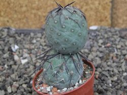 Tephrocactus geometricus pot 5,5 cm - 12409634