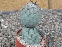 Tephrocactus geometricus pot 5,5 cm - 12409635