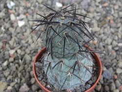 Tephrocactus geometricus pot 5,5 cm - 12409636