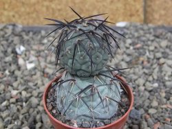 Tephrocactus geometricus pot 5,5 cm - 12409638