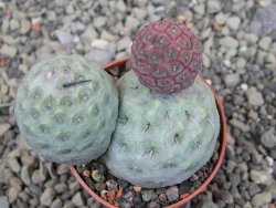 Tephrocactus geometricus pot 5,5 cm