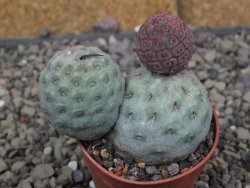 Tephrocactus geometricus pot 5,5 cm - 12409641