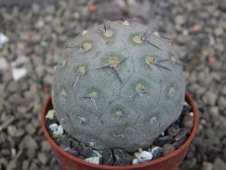 Tephrocactus geometricus pot 5,5 cm