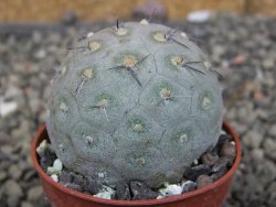 Tephrocactus geometricus pot 5,5 cm - 12409647