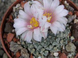 Ariocarpus kotschoubeyanus albiflorus Tula pot 6,5 cm - 12409649