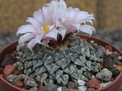 Ariocarpus kotschoubeyanus albiflorus Tula pot 6,5 cm - 12409650