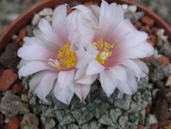 Ariocarpus kotschoubeyanus albiflorus Tula pot 6,5 cm - 12409651