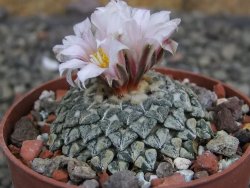 Ariocarpus kotschoubeyanus albiflorus Tula pot 6,5 cm - 12409652