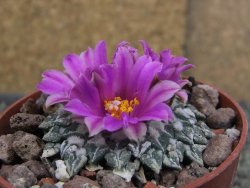 Ariocarpus kotschoubeyanus sladkovskii Rio Verde pot 6,5 cm - 12409655