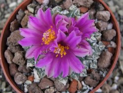 Ariocarpus kotschoubeyanus sladkovskii Rio Verde pot 6,5 cm - 12409656