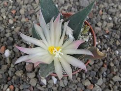 Ariocarpus confusus LH 471 La Escondida, NL pot 5,5 cm Cites IA - 12409658