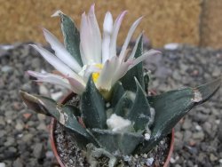 Ariocarpus confusus LH 471 La Escondida, NL pot 5,5 cm Cites IA - 12409660