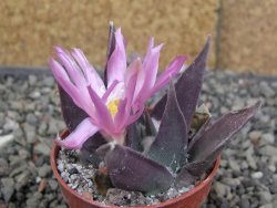 Ariocarpus confusus LH 471 La Escondida, NL pot 5,5 cm Cites IA - 12409663