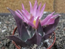 Ariocarpus confusus LH 471 La Escondida, NL pot 5,5 cm Cites IA - 12409664