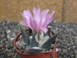 Ariocarpus confusus LH 471 La Escondida, NL pot 5,5 cm Cites IA - 12409668