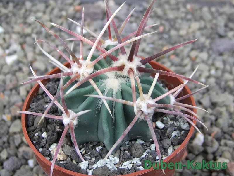 Echinocactus parryi Ciudad Juarez, pot 6,5 cm - 12409673