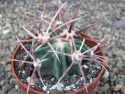 Echinocactus parryi Ciudad Juarez, pot 6,5 cm