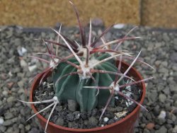 Echinocactus parryi Ciudad Juarez, pot 6,5 cm - 12409676