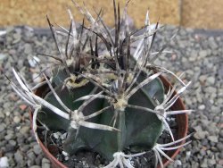 Astrophytum " Buffalo " pot 8 cm