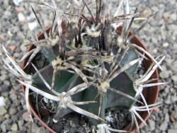 Astrophytum " Buffalo " pot 8 cm - 12409684