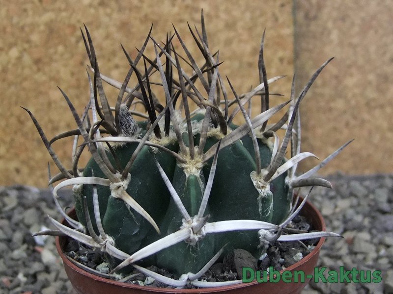 Astrophytum " Buffalo " pot 8 cm Astrophytum " Buffalo " pot 8 cm
