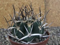 Astrophytum " Buffalo " pot 8 cm