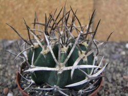 Astrophytum " Buffalo " pot 8 cm - 12409692