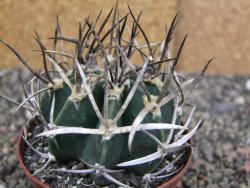 Astrophytum " Buffalo " pot 8 cm - 12409693