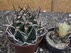 Astrophytum " Buffalo " pot 8 cm - 12409695