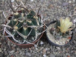 Astrophytum " Buffalo " pot 8 cm - 12409696