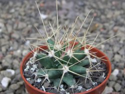 Ferobergia semenáč, pot 5,5 cm - 12409698