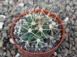 Ferobergia semenáč, pot 5,5 cm - 12409699