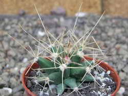 Ferobergia semenáč, pot 5,5 cm - 12409700