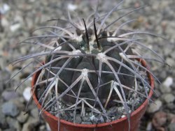 Gymnocalycium spegazzinii VS 120 Capillitas, květináč 5,5 cm