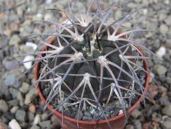 Gymnocalycium spegazzinii VS 120 Capillitas, květináč 5,5 cm - 12409703