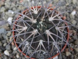 Gymnocalycium spegazzinii VS 120 Capillitas, květináč 5,5 cm - 12409704