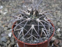 Gymnocalycium spegazzinii VS 120 Capillitas, květináč 5,5 cm - 12409705