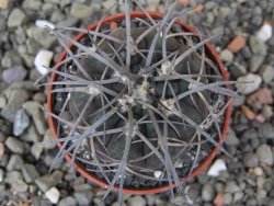 Gymnocalycium spegazzinii VS 120 Capillitas, květináč 5,5 cm - 12409708