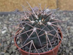Gymnocalycium spegazzinii VS 120 Capillitas, květináč 5,5 cm